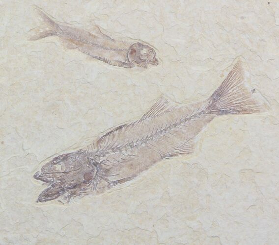 Mioplosus & Knighta Fossil Fish Association - Wyoming #36942